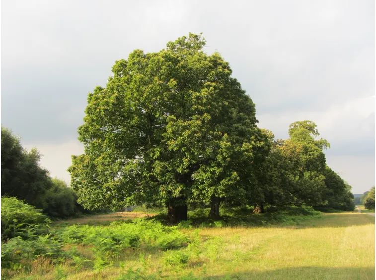 Albero castagno