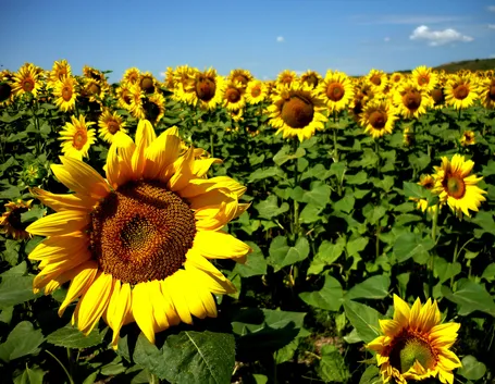 Campo di girasoli