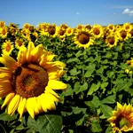 Campo di girasoli