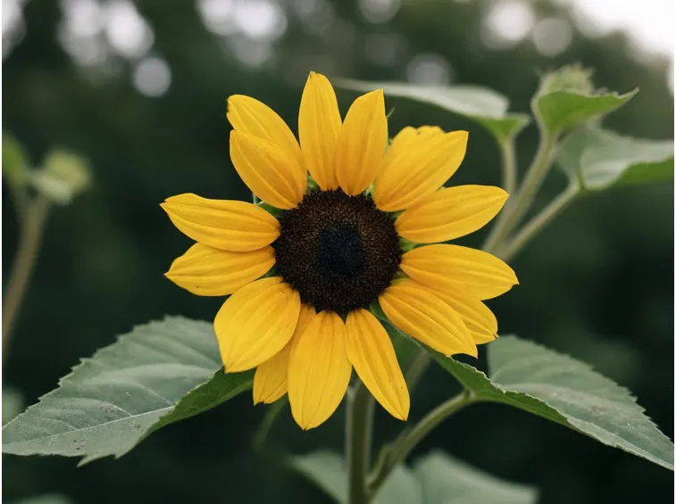 fiori girasole