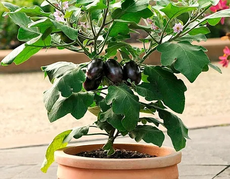 Pianta di melanzana in vaso