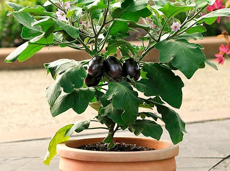 Pianta di melanzana in vaso