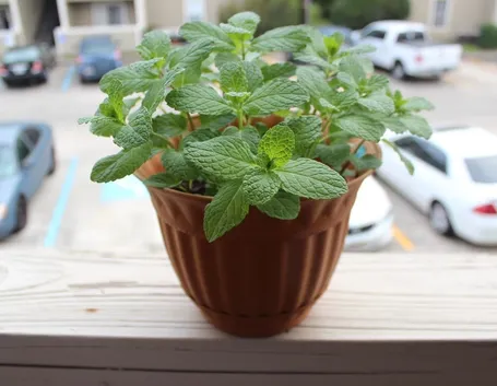 Pianta di menta