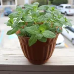 Pianta di menta