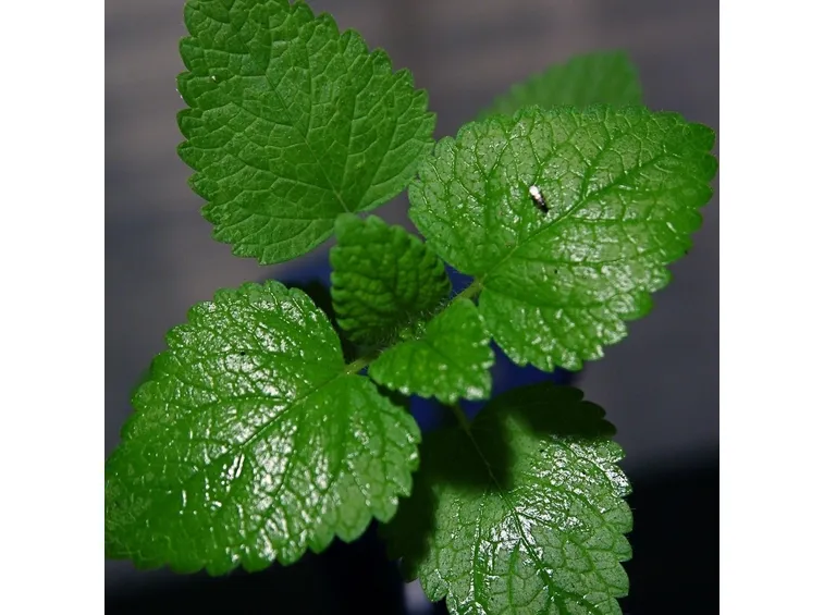 Menta fiorita