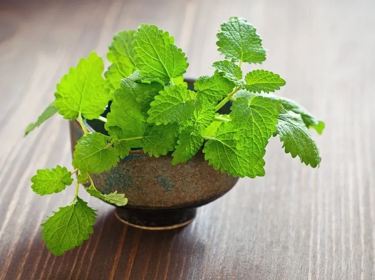 Pianta di menta