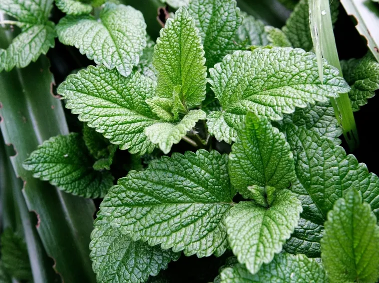 Menta fiorita