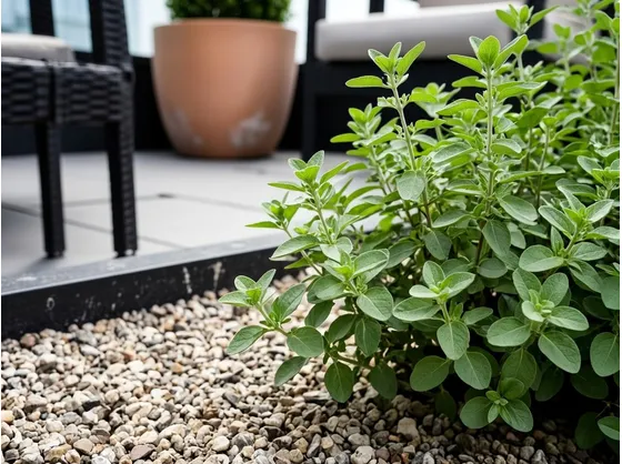 Origano pianta