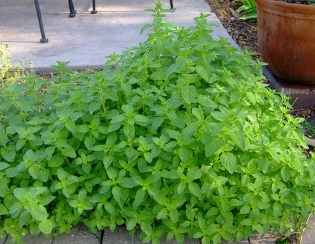 Origano pianta