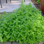 Origano pianta