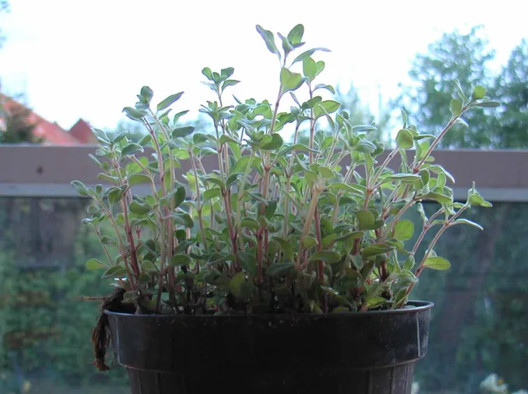 Origano vaso