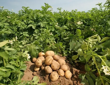 La coltivazione delle patate