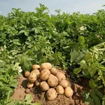 La coltivazione delle patate