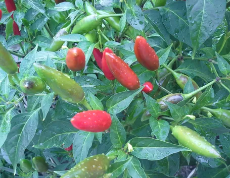 Maturazione peperoncini