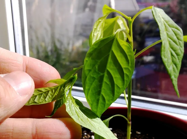 Foglie pianta peperoncino