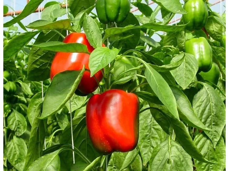 Peperoni rossi