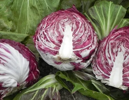 Radicchio foglie rosse