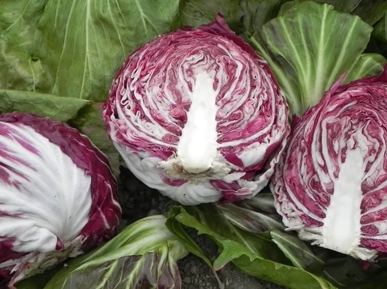 Radicchio foglie rosse