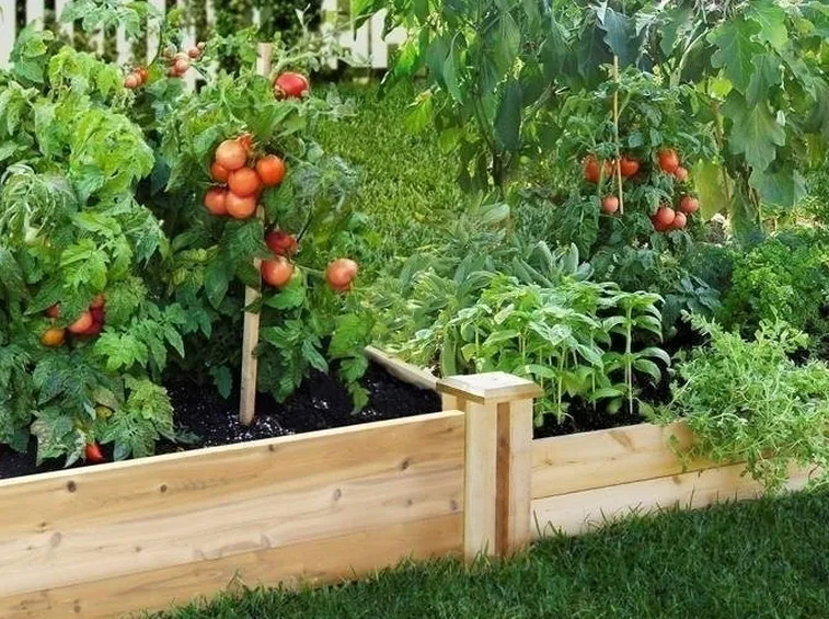 Consociazione verdure