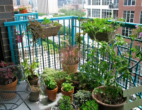 Piccolo orto sul balcone