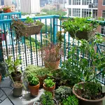 Piccolo orto sul balcone