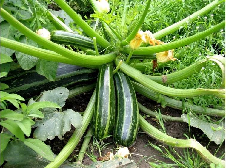 Pianta zucchina orto