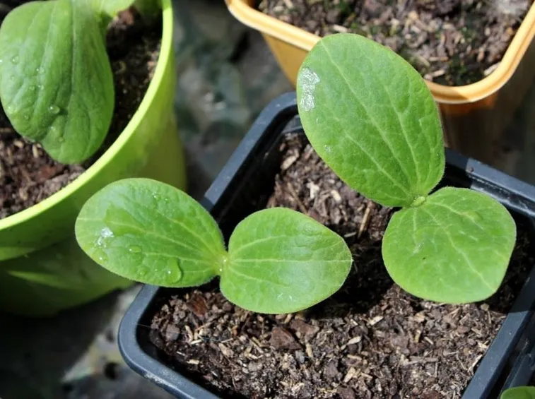 Zucchine vaso