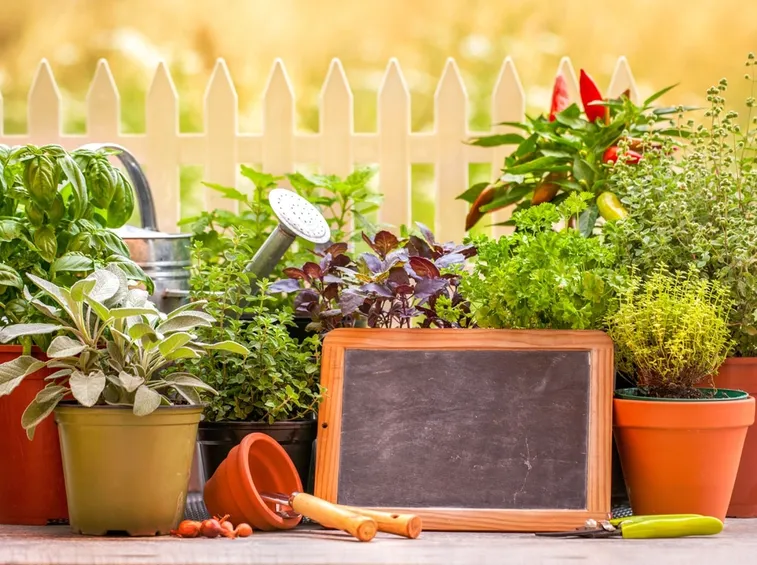 Erbe aromatiche in vaso e in cucina