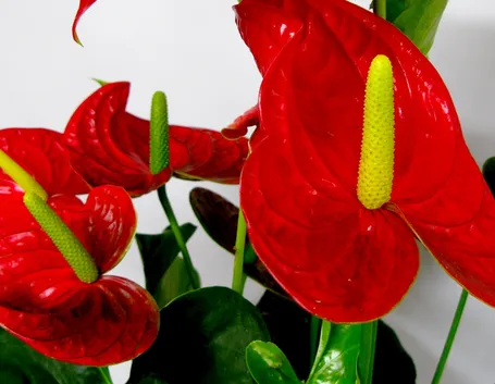 Fiore di Anthurium rosso