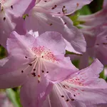 Fiore azalee