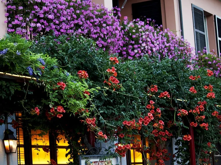 Arredare con piante da fiore