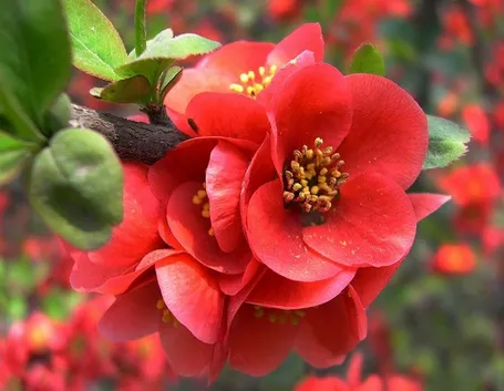 Begonia rossa