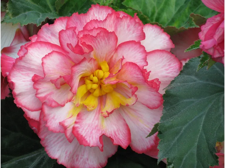 Begonia tuberosa