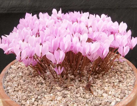 Ciclamini vaso