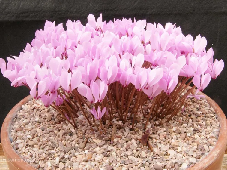 Ciclamini vaso