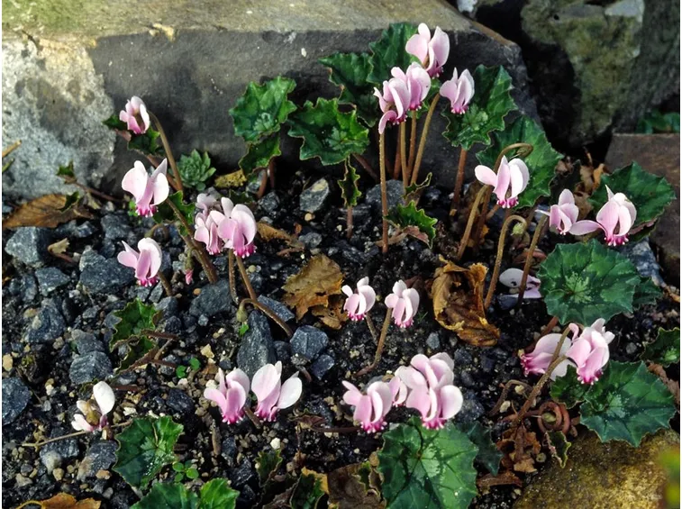 Fiori balcone