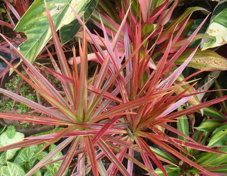 Dracena bicolor