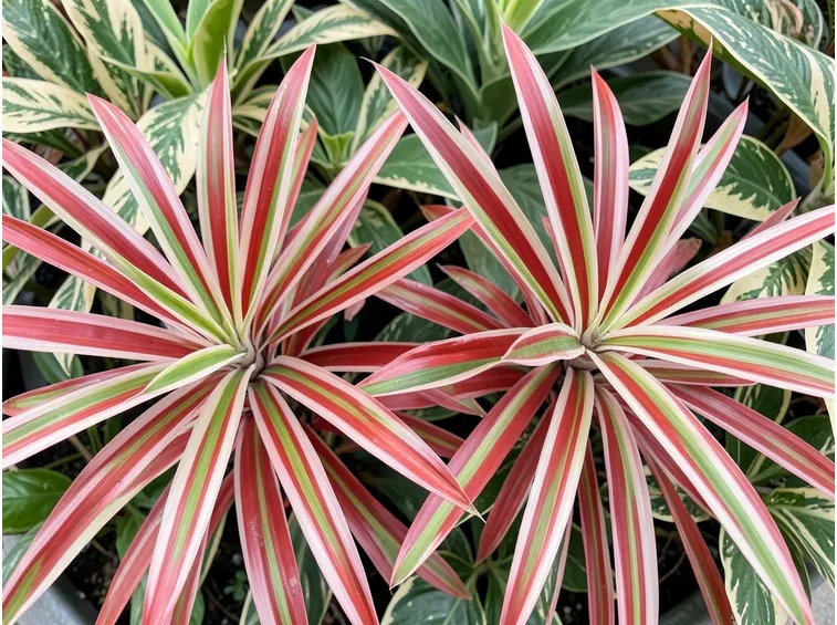 Dracena bicolor