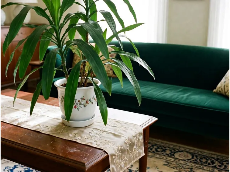 Dracena casa