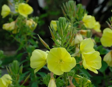 Fiori enotera