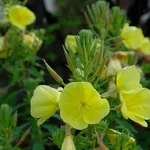 Fiori enotera
