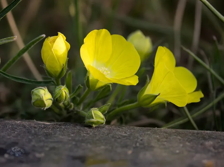 Fiori enotera
