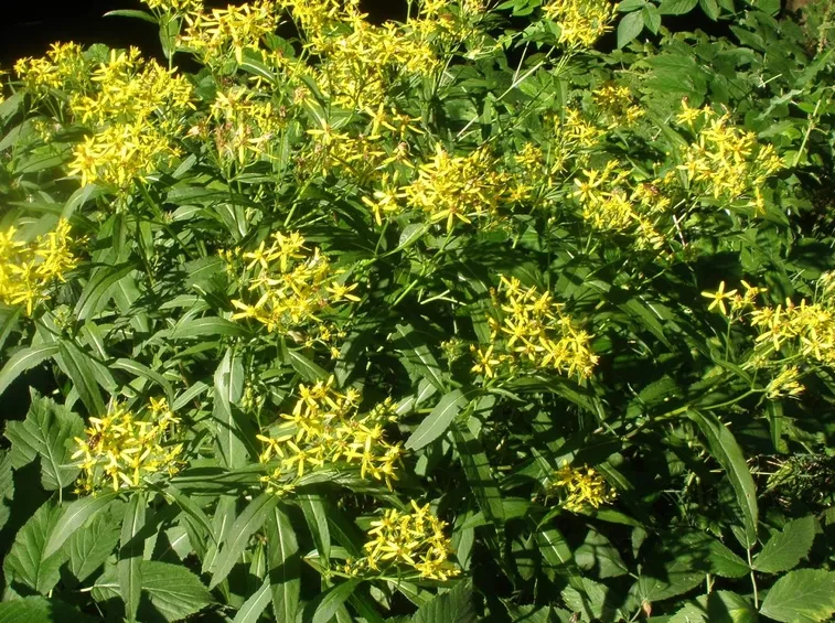 Pianta di senecione