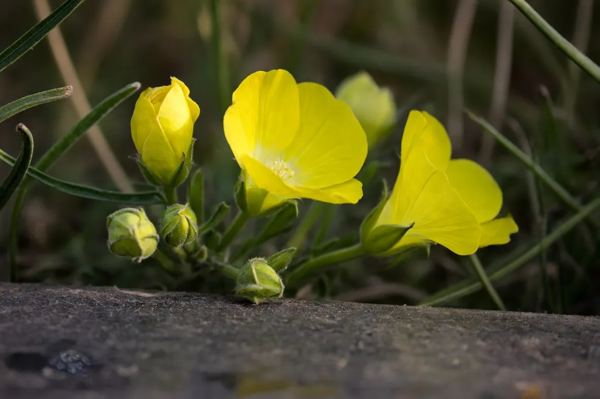 Fiori enotera