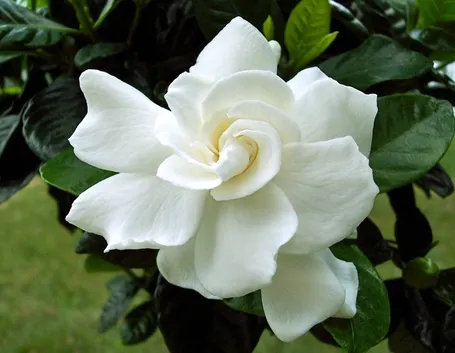 Splendido fiore di gardenia