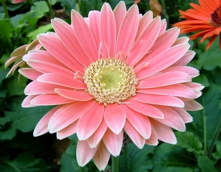 Gerbera rosa