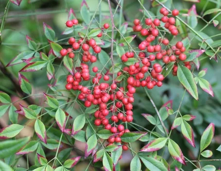Nandina domestica