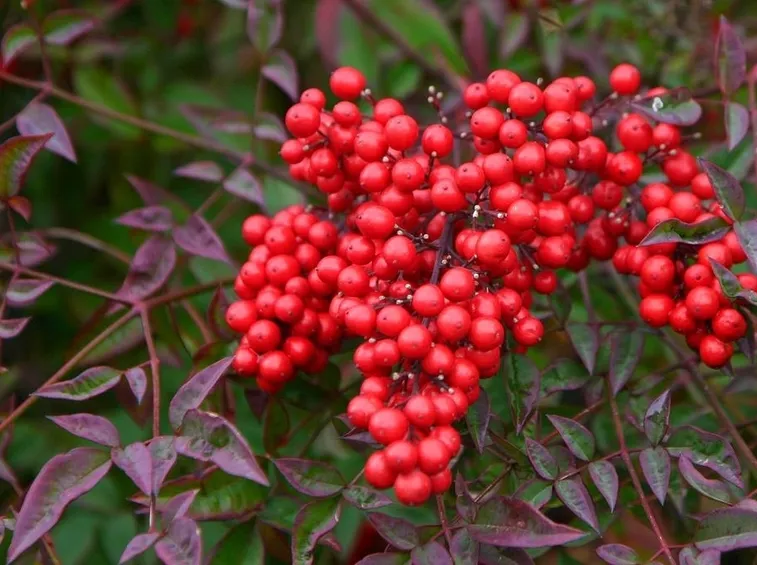 Frutti nandina domestica
