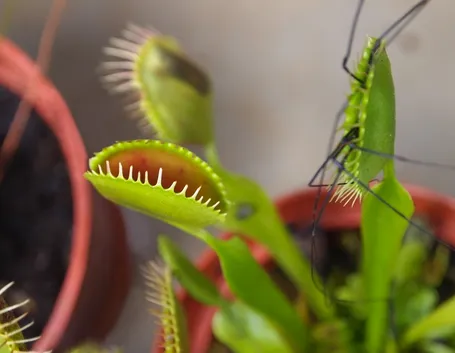 Pianta carnivora insetto