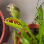 Pianta carnivora insetto